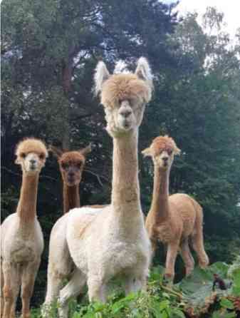 4 alpakkaa etsii uutta kotia Rauma
