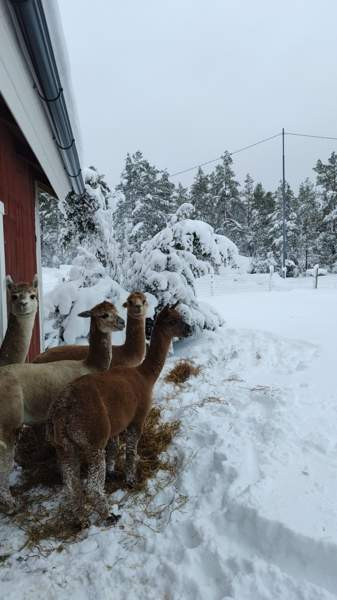 4 alpakkaa etsii uutta kotia Раума - изображение 1