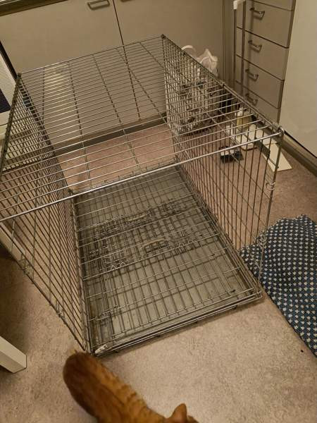 Häkki autoon tai näyttelyihin Joensuu – foto 1