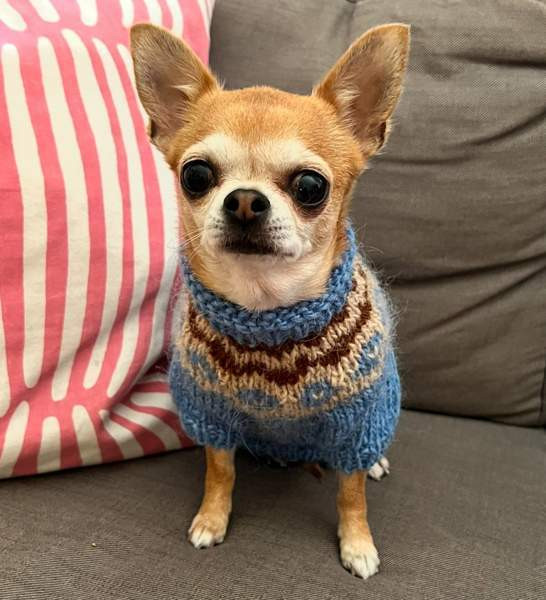 Pienen koiran neule Kuopio – foto 1