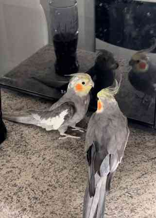 Neitokakadu (mukaan tulee toinen neitokakadu) Vantaa