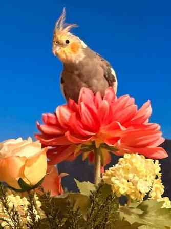 Neitokakadu (mukaan tulee toinen neitokakadu) Vantaa