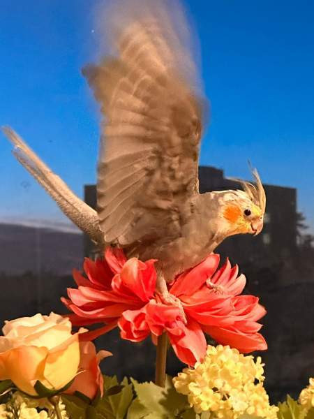 Neitokakadu (mukaan tulee toinen neitokakadu) Vantaa – foto 2