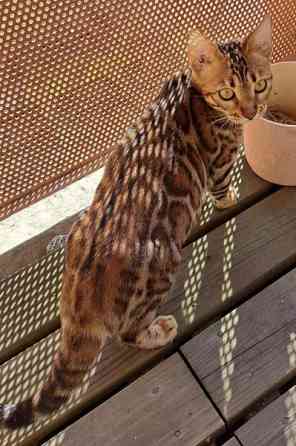 Bengali kissapennut Helsinki