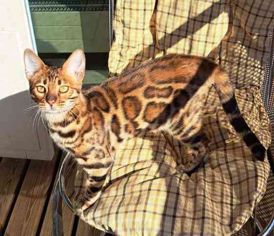 Bengali kissapennut Helsinki