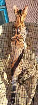 Bengali kissapennut Helsinki