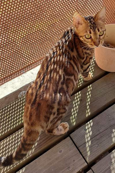 Bengali kissapennut Helsinki - valokuva 2