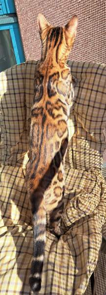 Bengali kissapennut Helsinki - valokuva 3