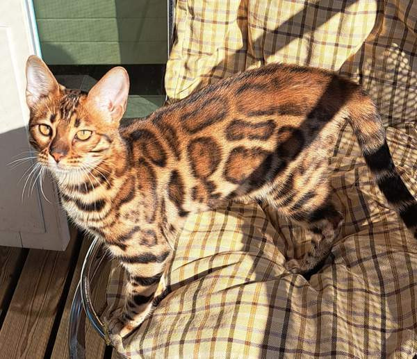 Bengali kissapennut Helsinki - valokuva 1