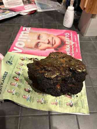 Pakurikääpä Tampere