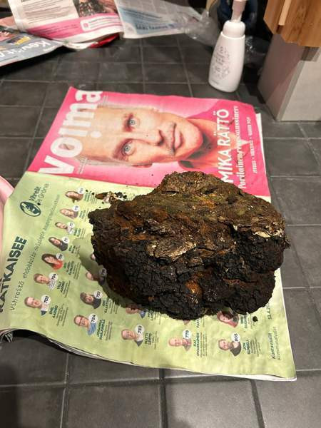 Pakurikääpä Тампере - изображение 2