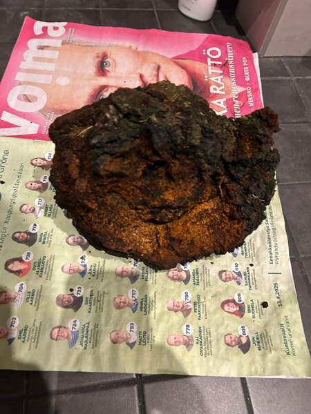 Pakurikääpä Тампере - изображение 1