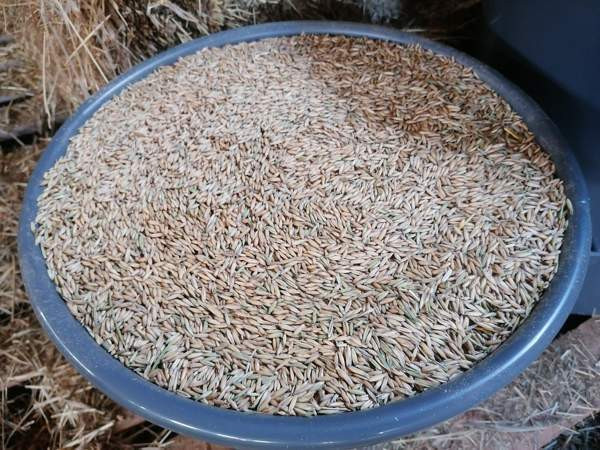 Kauraa 25kg säkissä kotitoimituksella Kokkola-Oulu alueelle Kalajoki – foto 2