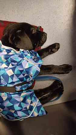 Basic 30 koiran tuulitakki Vantaa