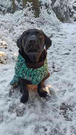 Basic 30 koiran toppatakki Vantaa