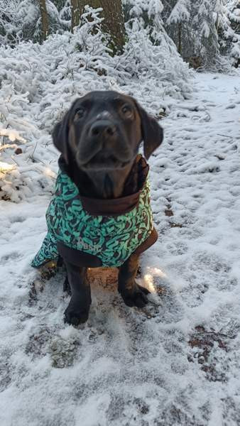 Basic 30 koiran toppatakki Vantaa - valokuva 4