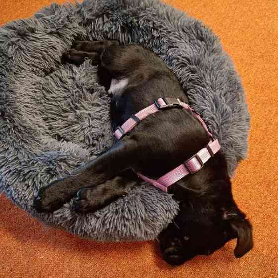 Koiran valjaat XXS ja XS Vantaa