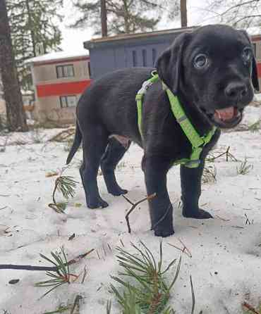 Koiran valjaat XXS ja XS Vantaa