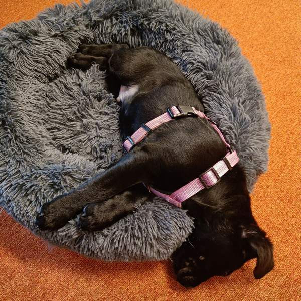 Koiran valjaat XXS ja XS Vantaa - valokuva 1