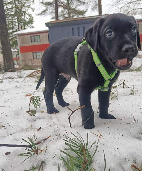 Koiran valjaat XXS ja XS Vantaa - valokuva 4