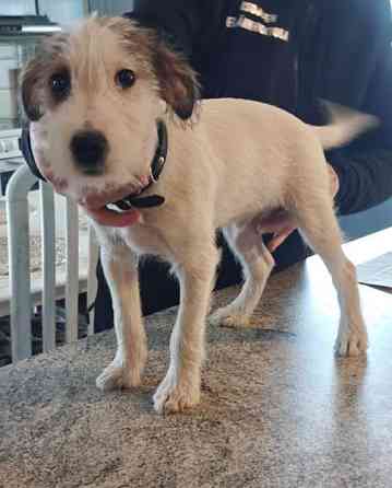 Parsonrusselinterrieri Isojoki