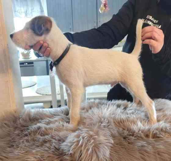 Parsonrusselinterrieri Isojoki