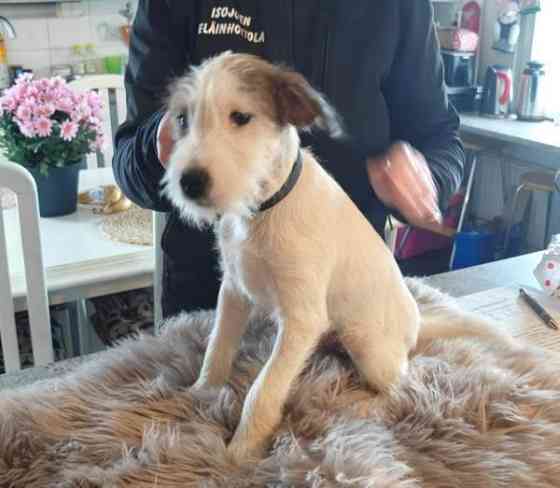 Parsonrusselinterrieri Isojoki