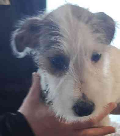 Parsonrusselinterrieri Isojoki