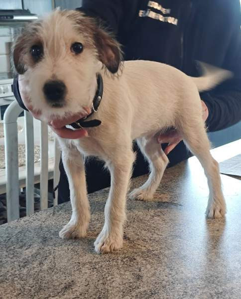 Parsonrusselinterrieri Isojoki - photo 6