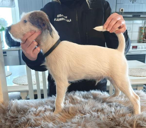 Parsonrusselinterrieri Isojoki - photo 2