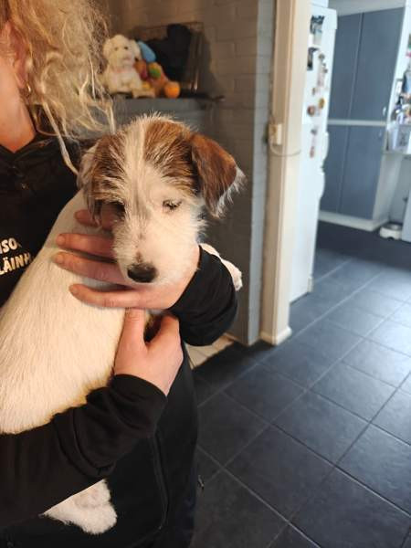 Parsonrusselinterrieri Isojoki - photo 5