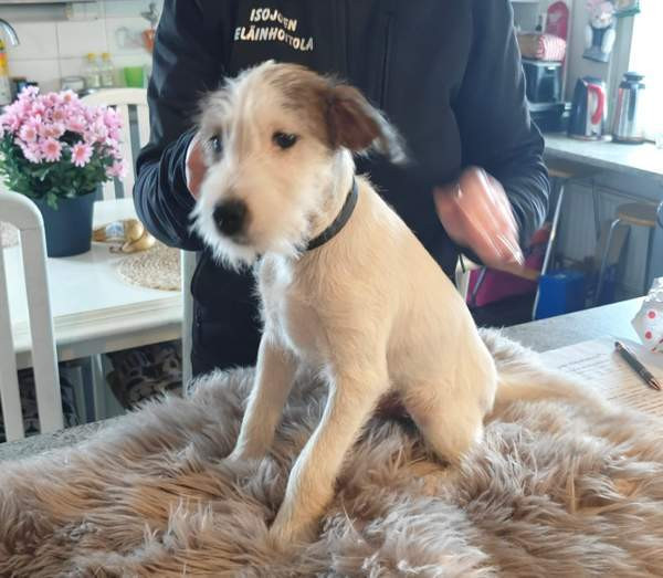 Parsonrusselinterrieri Isojoki - photo 3