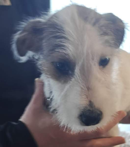 Parsonrusselinterrieri Isojoki - photo 4