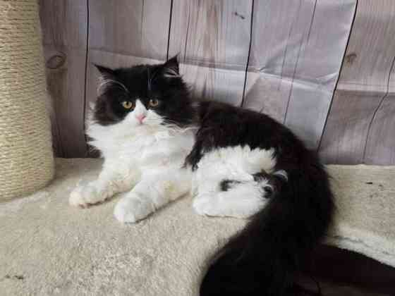 Highland Straight longhair tyttö Tuusula