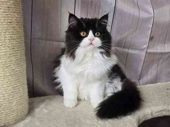 Highland Straight longhair tyttö Tuusula