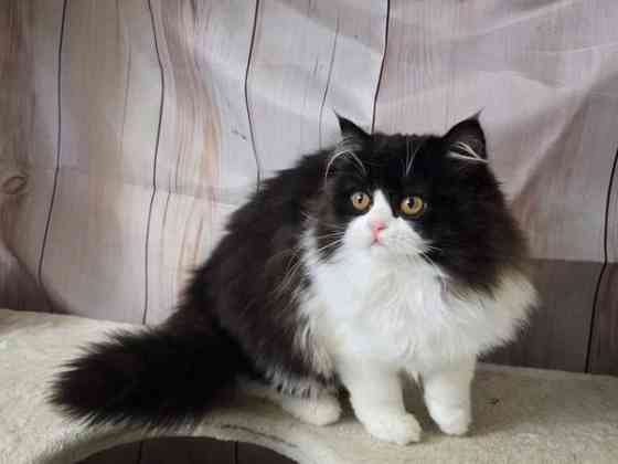 Highland Straight longhair tyttö Tuusula