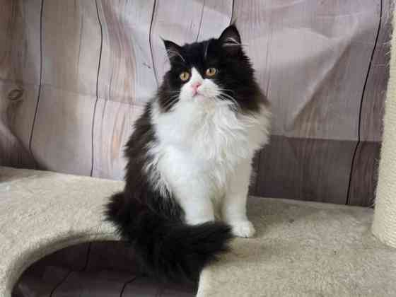 Highland Straight longhair tyttö Tuusula