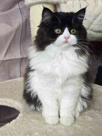 Highland Straight longhair tyttö Tuusula