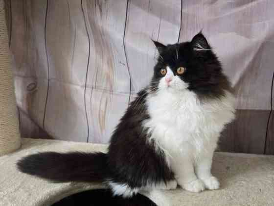 Highland Straight longhair tyttö Tuusula