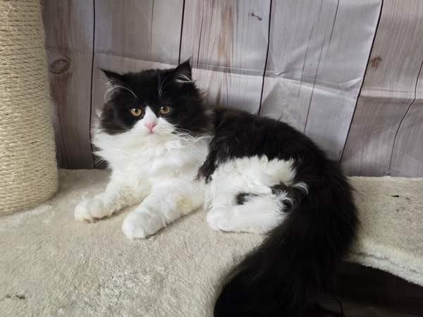 Highland Straight longhair tyttö Tuusula - valokuva 1