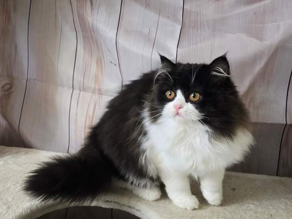 Highland Straight longhair tyttö Tuusula - valokuva 4