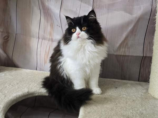 Highland Straight longhair tyttö Tuusula - valokuva 6