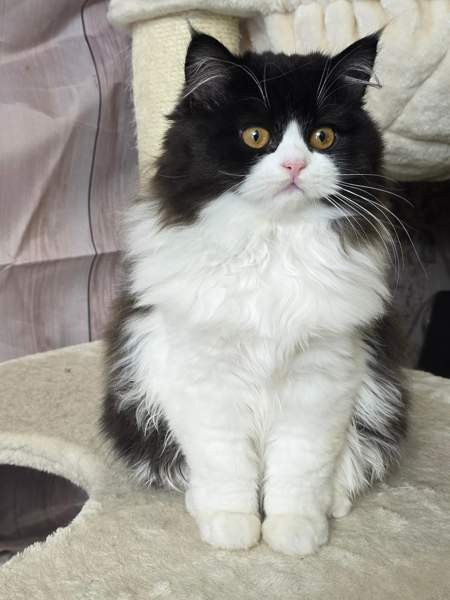 Highland Straight longhair tyttö Tuusula - valokuva 3