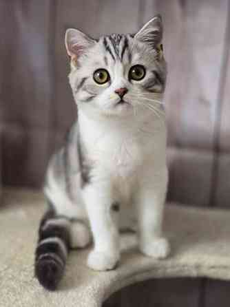 Scottish straight lyhytkarvainen poika Tuusula