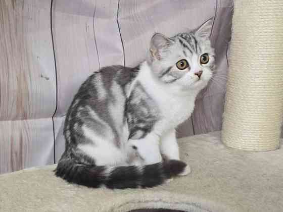 Scottish straight lyhytkarvainen poika Tuusula