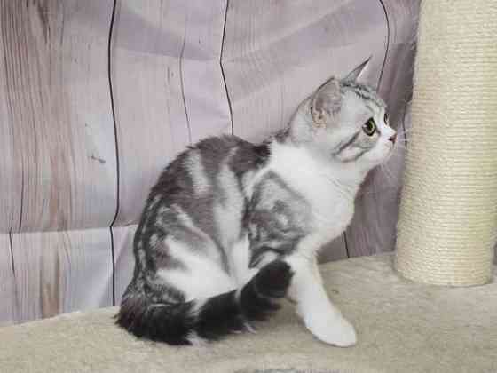 Scottish straight lyhytkarvainen poika Tuusula