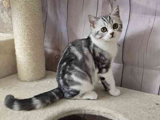 Scottish straight lyhytkarvainen poika Tuusula