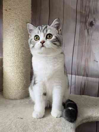 Scottish straight lyhytkarvainen poika Tuusula