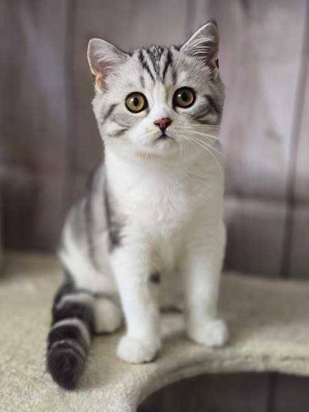 Scottish straight lyhytkarvainen poika Туусула - изображение 5