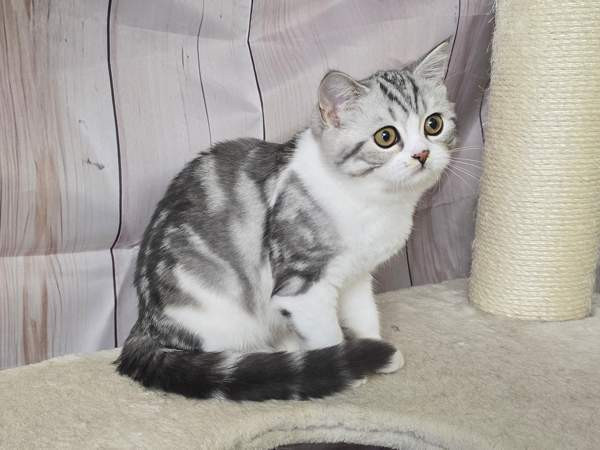 Scottish straight lyhytkarvainen poika Туусула - изображение 3